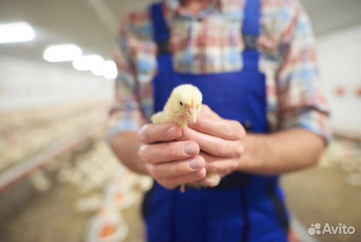 Птицевод вахта с 3-х разовым питанием Липецкая обл