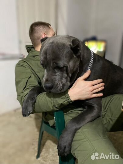 Кане Корсо вязка