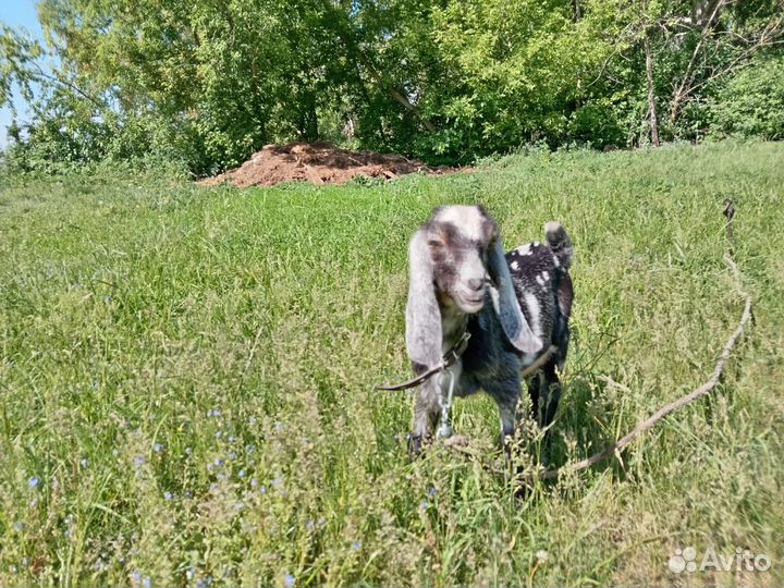 Англо нубийские козочки и козлик