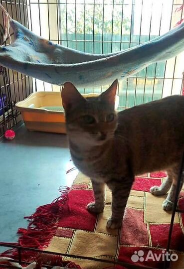 Кошка в дар