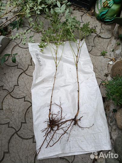 Саженцы цветущего пиона древовидного