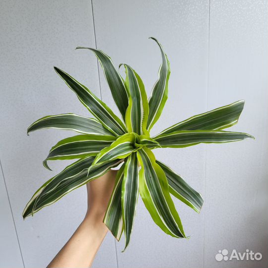 Драцена, бегония, кактус, сансевиерия