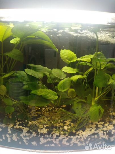 Аквариум