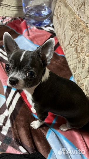 Вязка кобель чихуахуа