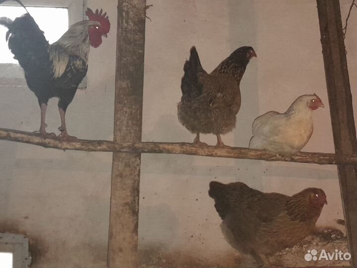 Куры домашние