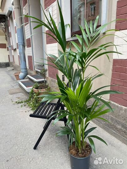 Пальма Крупномер Ховея