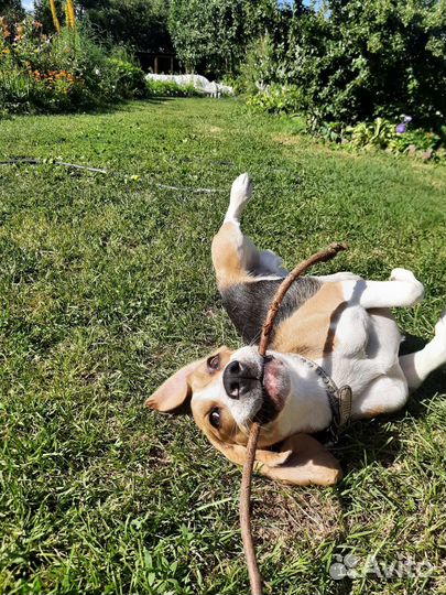 Гостиница для животных