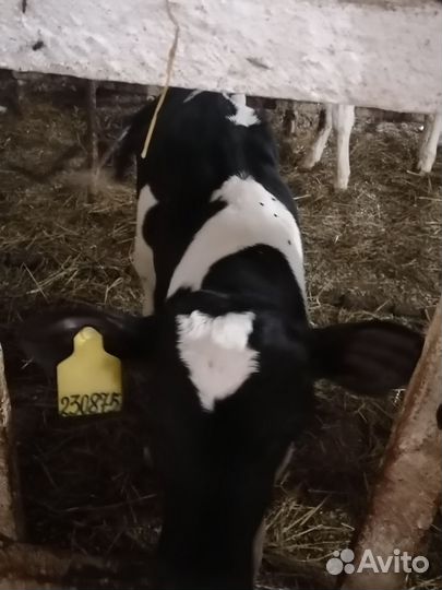 Телята бычки