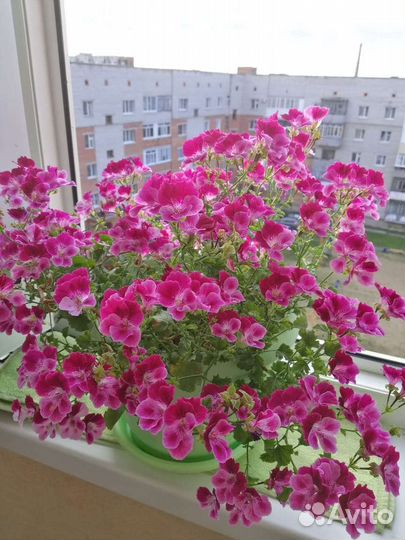 Королевская пеларгония