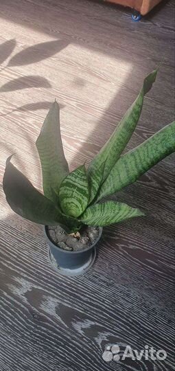 Комнатные растения