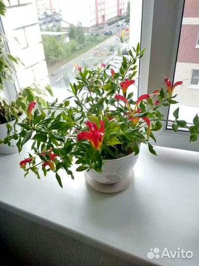 Эсхинантус