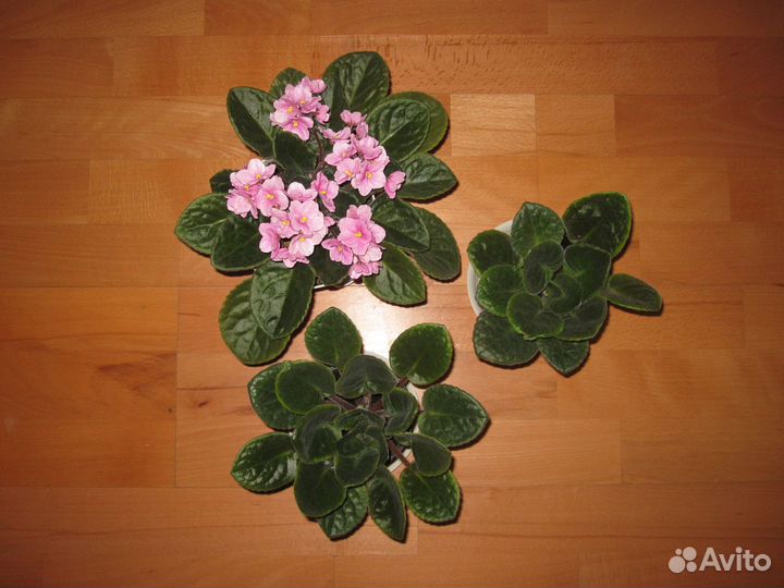 Фиалка розовая 120 и Хлорофитум 55