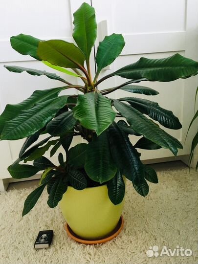 Молочай, домашние цветы