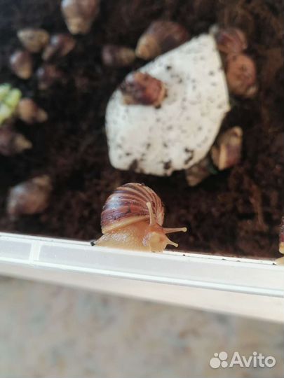 Улитки Ахатины (Achatina immaculata)