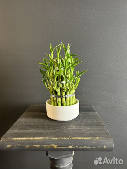 Бамбук лаки