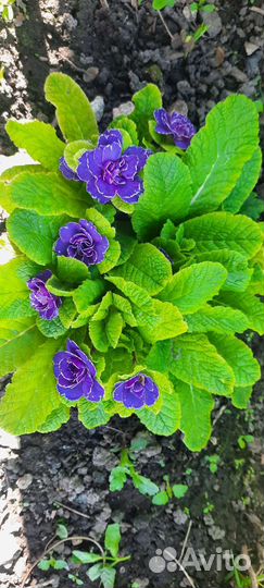 Примула беларина