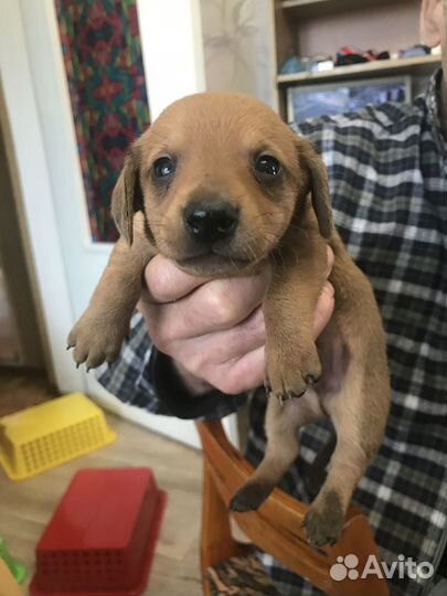 Продаются щенки таксы