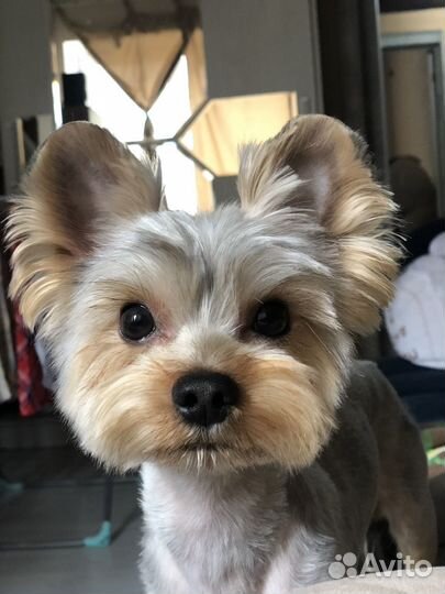 Йоркширский терьер вязка мальчик