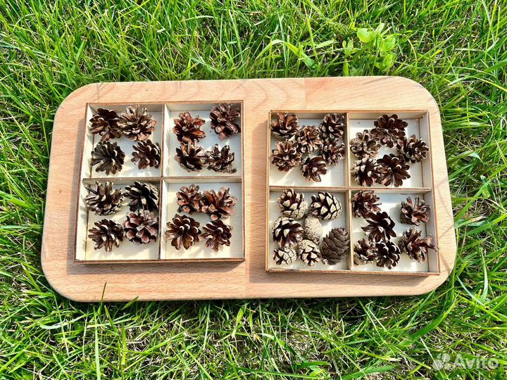 Шишки сосновые шишки еловые