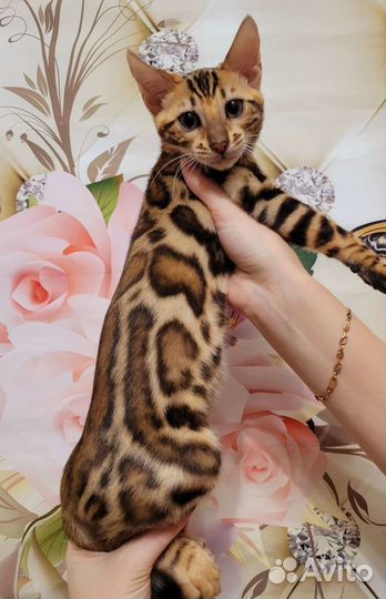 Бенгальские котята