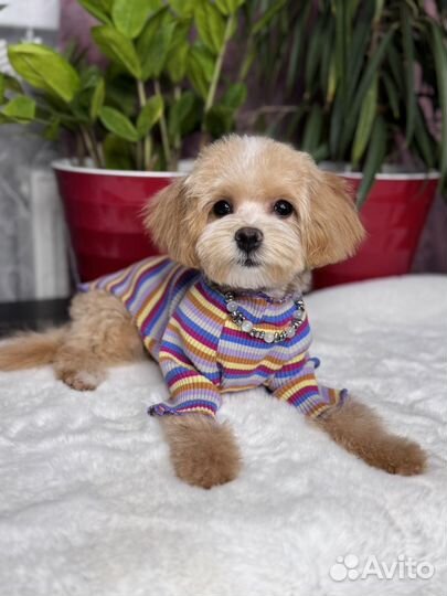 Мальтипу f1 mini девочка