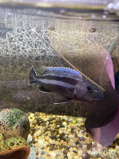 Рыбы цихлида