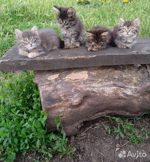 Пушистики подкидыши