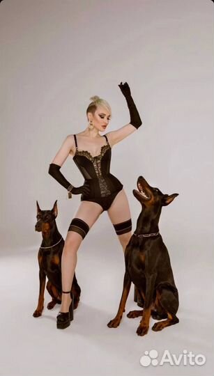 Доберман для фотосессии