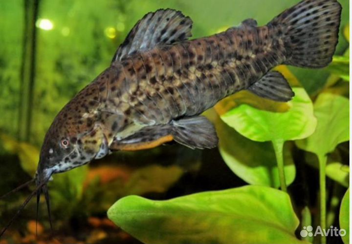 Аквариумные рыбки гурами сомики таракатум