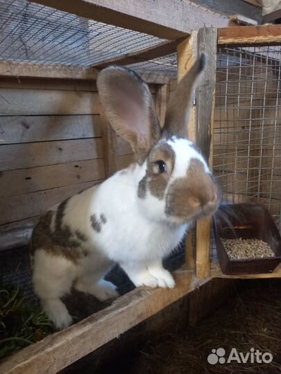 Животные кролики