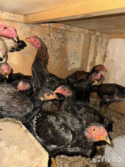 Бойцовые Петухи