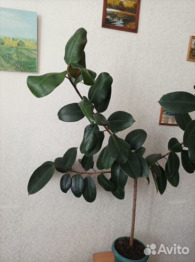 Фикус каучуконосный