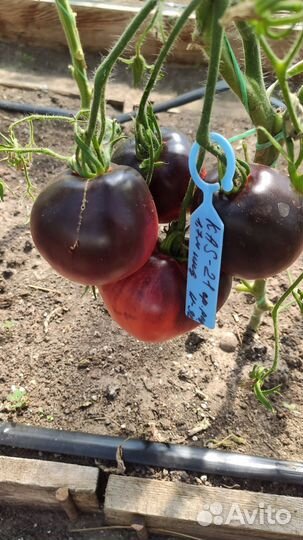 Семена коллекционных сортов томатов