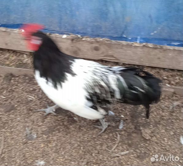 Петух лакенфельдр породистый