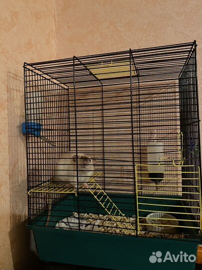 Клетка и Крыса