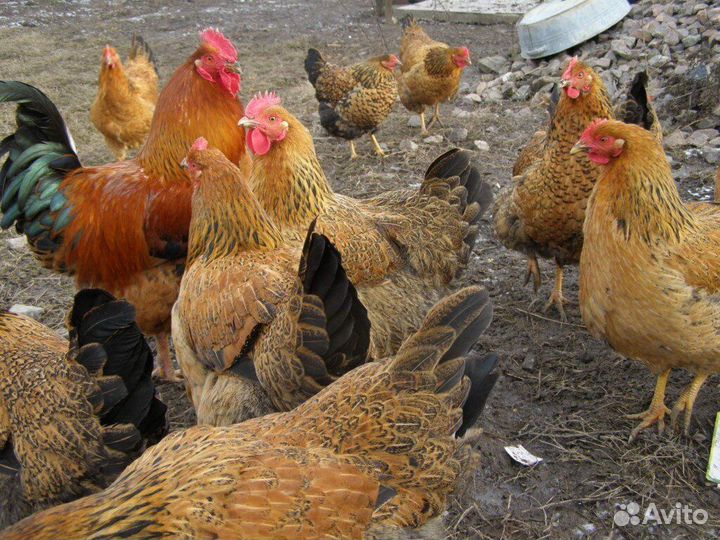 Инкубационное яйцо и цыплята из личного подворья