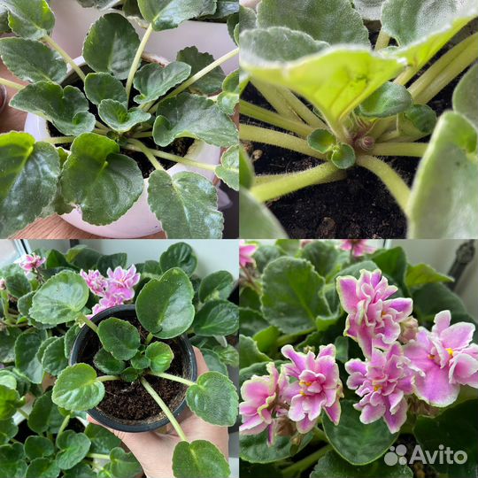 Фиалка, кактус, алоэ вера, ладья Моисея, молочай