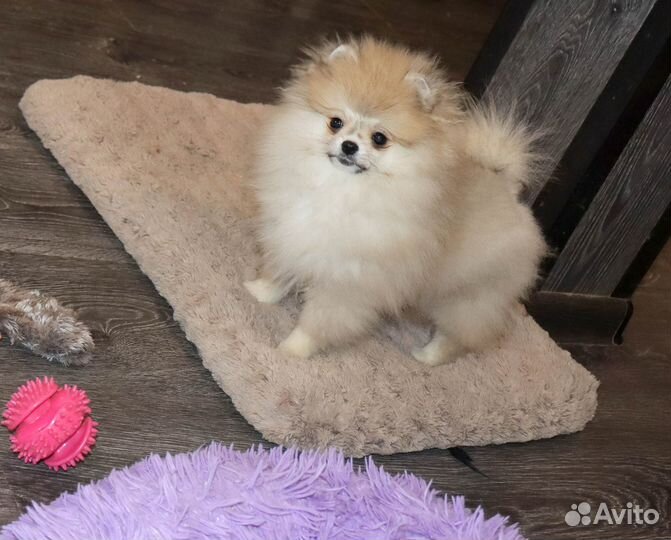 Жемчужная крошка Пом.Шпица с видео и доставкой