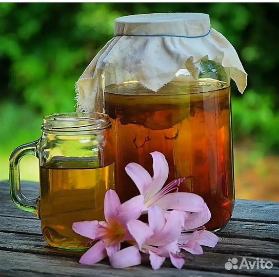 Чайный гриб или комбуча