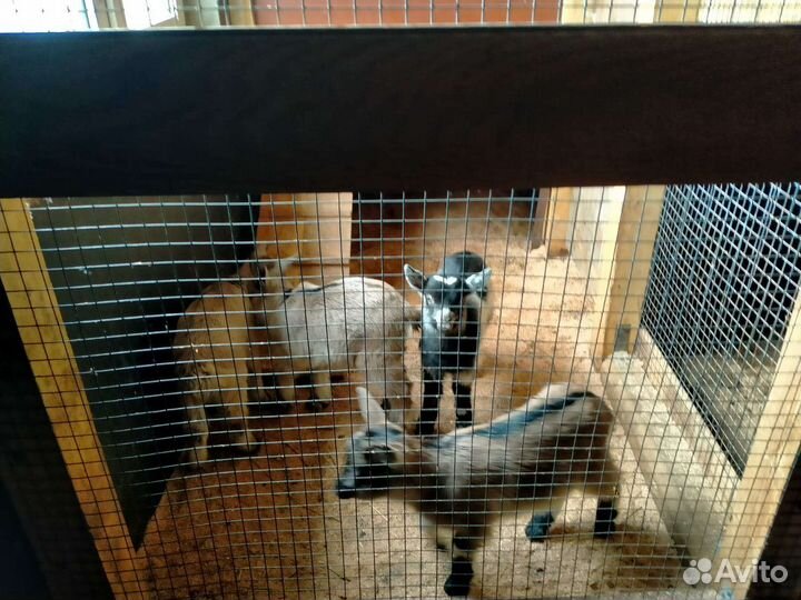 Козлята Коза доставка