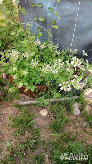 Жимолость каприфоль вариегатная