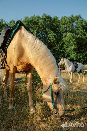 Конные прогулки