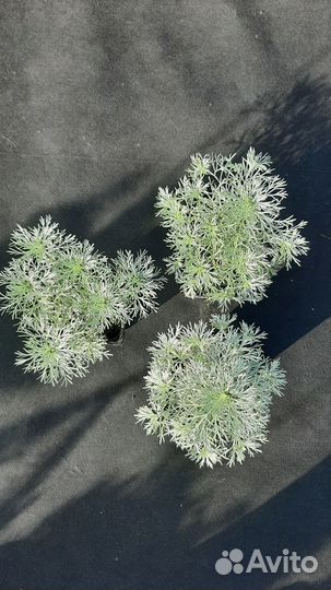 Полынь Шмидта Nana