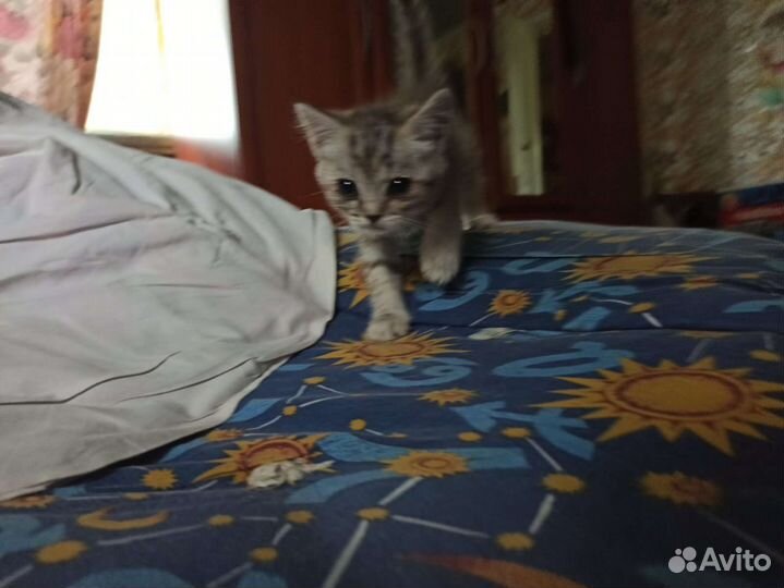 Шотландские