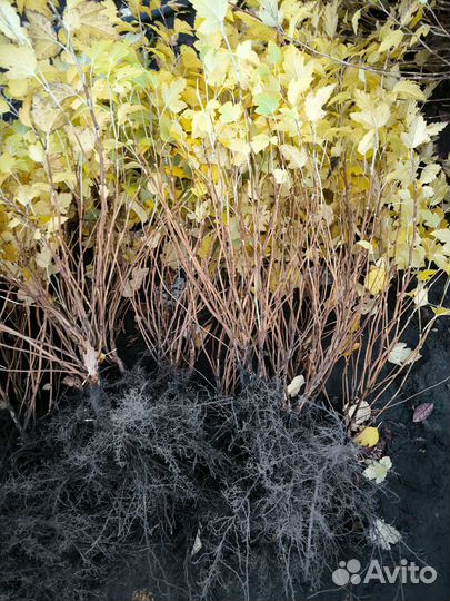 Пузыреплодник жёлтый