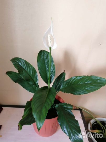 Спатифиллум / женское счастье