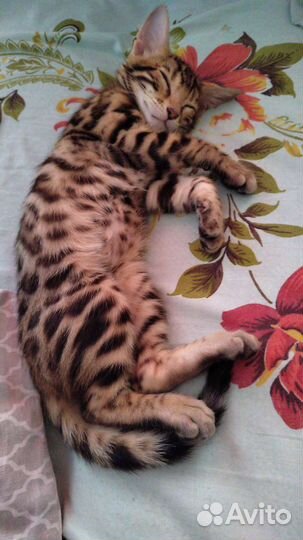 Бенгальский кот