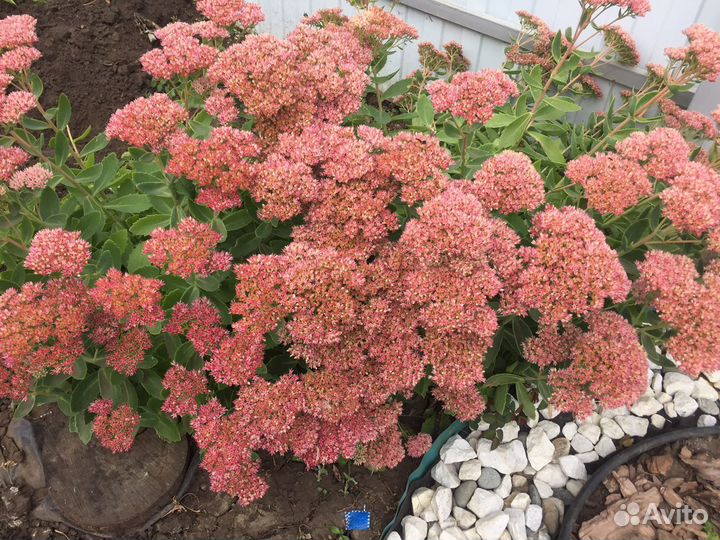 Очитки (седумы) и каменная роза (молодило)