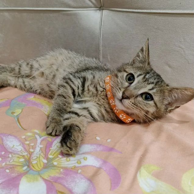 Котёнок в добрые руки
