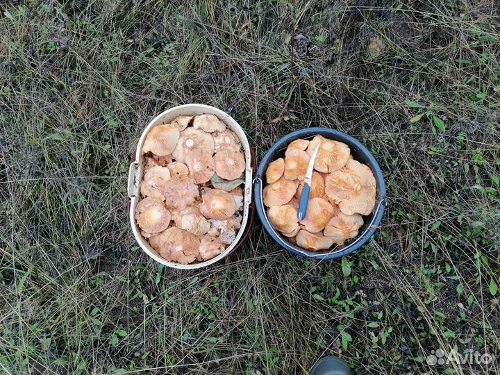 Грибы рыжики свежие (предзаказ)